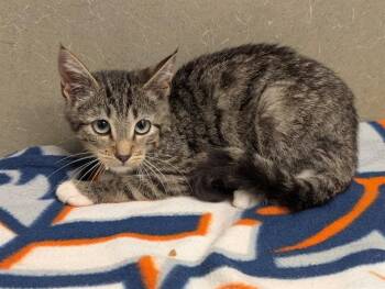 A554180 -  Domestic Short Hair Cat for Adoption in Moreno Valley, California - A554180 | PetCurious