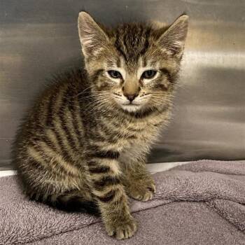 North -  Domestic Short Hair Cat for Adoption in Hawthorne, California - North | PetCurious
