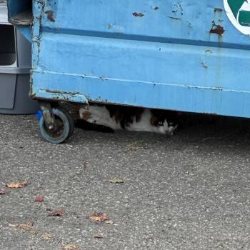 Geraldine -  Domestic Short Hair Cat for Adoption in Goleta, California - Geraldine | PetCurious