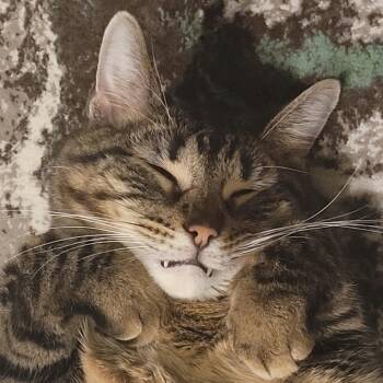 American Shorthair Cats Available for Adoption in South Elgin, Illinois - Scoutiferous Turkeltude Rapscalion - Home To Home | PetCurious