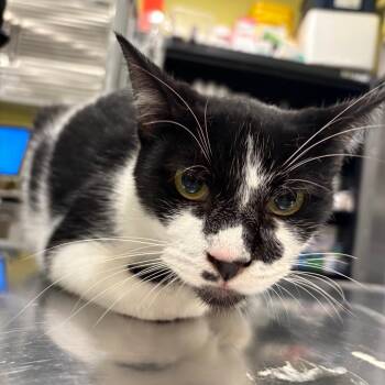 FFS-Stray-94488 -  Domestic Short Hair Cat for Adoption in West Des Moines, Iowa - FFS-Stray-94488 | PetCurious