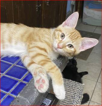 Quinn -  Tabby Cat for Adoption in Lockhart, Florida - Quinn | PetCurious