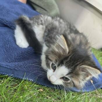 Petrie -  Domestic Medium Hair Cat for Adoption in Wadena, Minnesota - Petrie | PetCurious