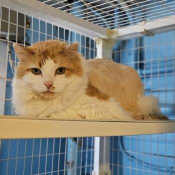Domestic Medium Hair Cats Available for Adoption - Cheeto | PetCurious