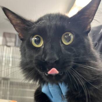 Domestic Short Hair Cats Available for Adoption in Manhattan, Kansas - Krumm | PetCurious