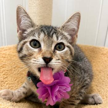Pepper -  Domestic Short Hair Cat for Adoption in La Grange, Kentucky - Pepper | PetCurious