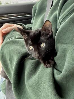 Chet -  Manx Cat for Adoption in Dripping Springs, Texas - Chet | PetCurious