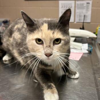 Domestic Short Hair Cats Available for Adoption in Newport, North Carolina - Carmen | PetCurious