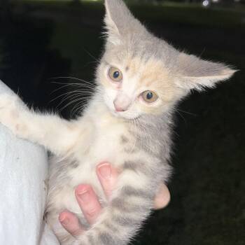 Breeze -  Domestic Short Hair Cat for Adoption in Brea, California - Breeze | PetCurious