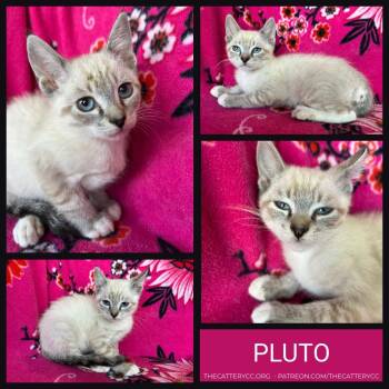 Pluto -  Siamese Cat for Adoption in Corpus Christi, Texas - Pluto | PetCurious