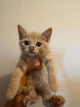 Jack-o-lantern Timothy Cu. -  Domestic Short Hair Cat for Adoption in West Peoria, Illinois - Jack-o-lantern Timothy Cu. | PetCurious