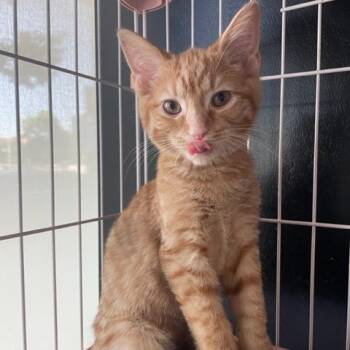 Jeno -  Domestic Short Hair Cat for Adoption in Dayton, Ohio - Jeno | PetCurious