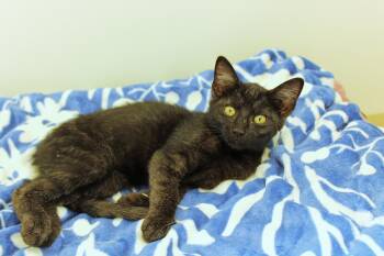 Ramis -  Domestic Short Hair and Bombay Cat for Adoption in Urbana, Ohio - Ramis | PetCurious