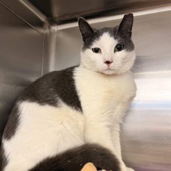 Louise -  Domestic Short Hair Cat for Adoption in Buffalo, New York - Louise | PetCurious