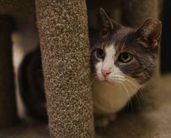 Domestic Short Hair Cats Available for Adoption - GW | PetCurious