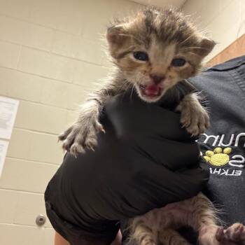 Rojo -  Domestic Short Hair Cat for Adoption in Bristol, Indiana - Rojo | PetCurious