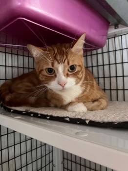 Oscar -  Domestic Short Hair Cat for Adoption in Burnaby, British Columbia - Oscar | PetCurious