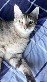 Fox is FANTASTIC - super cutie and super gorgeous - VIDEOS of th -  Bengal and Abyssinian Cat for Adoption in Bedford Hills, New York - Fox Is FANTASTIC - Super Cutie And Super Gorgeous - VIDEOS Of Th | PetCurious