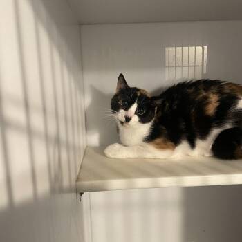 Domestic Short Hair Cats Available for Adoption - Pebbles | PetCurious
