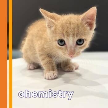 Chemistry -  Domestic Short Hair Cat for Adoption in Cumming, Georgia - Chemistry | PetCurious