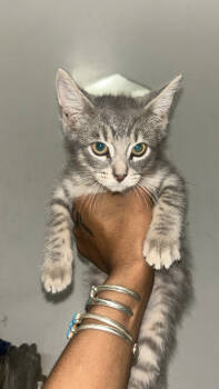 Rescue American Shorthair Cats for Adoption in Philadelphia, Pennsylvania - Sapphire | PetCurious