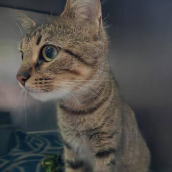 Domestic Short Hair Cats Available for Adoption in Valley, Alabama - Truffles | PetCurious