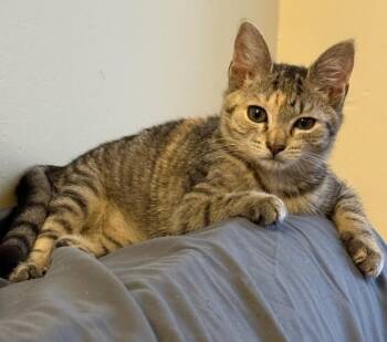 Rescue Domestic Short Hair and Torbie Cats for Adoption in Germansville, Pennsylvania - Liberty | PetCurious