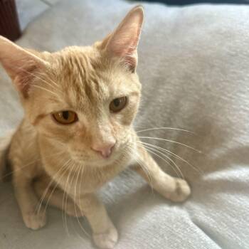Provincetown -  Domestic Short Hair Cat for Adoption in Richmond, Virginia - Provincetown | PetCurious