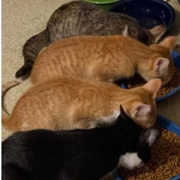 Milli -  Domestic Short Hair Cat for Adoption in Shinnston, West Virginia - Milli | PetCurious
