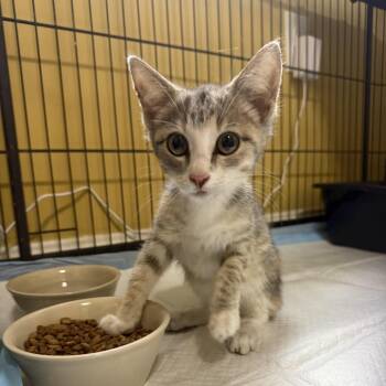 Molly Bowers -  Domestic Short Hair Cat for Adoption in Woodstock, Virginia - Molly Bowers | PetCurious