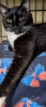 Argo -  Domestic Short Hair Cat for Adoption in Duxbury, Massachusetts - Argo | PetCurious