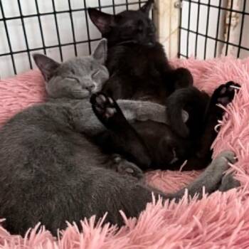 Jacob and Jill (babies) -  Domestic Short Hair Cat for Adoption in Huntington, New York - Jacob And Jill (babies) | PetCurious