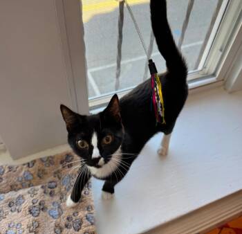 Rescue Domestic Short Hair Cats for Adoption in Monroe, North Carolina - Joy | PetCurious