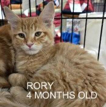 Tabby Cats Available for Adoption in Henderson, Nevada - RORY | PetCurious
