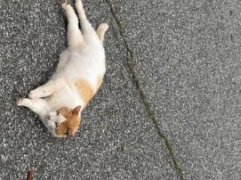 Frolian -  Domestic Short Hair Cat for Adoption in Greensboro, North Carolina - Frolian | PetCurious
