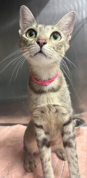 261367  Scooter -  Domestic Short Hair Cat for Adoption in Wetumpka, Alabama - 261367  Scooter | PetCurious