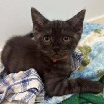 Cincinnati Dog -  Domestic Short Hair Cat for Adoption in Richmond, Virginia - Cincinnati Dog | PetCurious