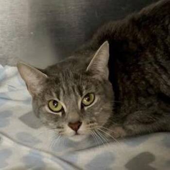 Chrysalism -  Domestic Short Hair Cat for Adoption in Dekalb, Illinois - Chrysalism | PetCurious