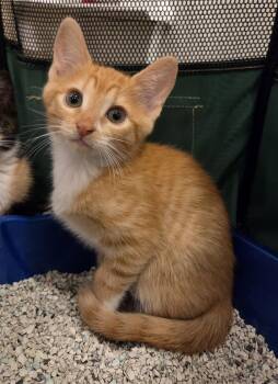Domestic Short Hair and Tabby Cats Available for Adoption in Mobile, Alabama - Charlie | PetCurious