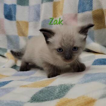 Siamese Cats Available for Adoption in Parkersburg, West Virginia - Zak | PetCurious