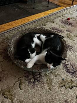 Barney w/ Fred -  Domestic Short Hair Cat for Adoption in Duxbury, Massachusetts - Barney W/ Fred | PetCurious