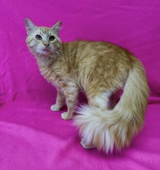 Domestic Medium Hair Cats Available for Adoption - Jasper | PetCurious
