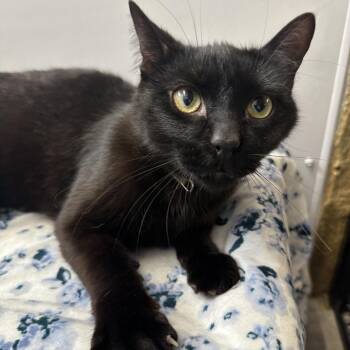 Theo -  Domestic Short Hair Cat Available for Adoption in Puslinch, Ontario - Theo | PetCurious