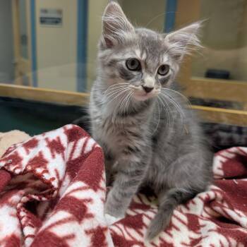 Gunter -  Domestic Medium Hair Cat for Adoption in Suffolk, Virginia - Gunter | PetCurious