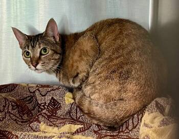 Rescue Domestic Short Hair Cats for Adoption in Burnsville, North Carolina - Isidore | PetCurious
