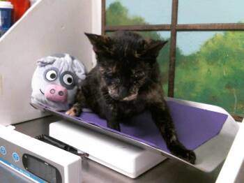 Domestic Short Hair Cats Available for Adoption in Houston, Texas - JADE | PetCurious