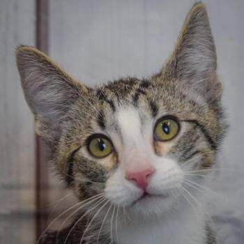 Tabby and Domestic Short Hair Cats Available for Adoption in Huntley, Illinois - Mercury | PetCurious