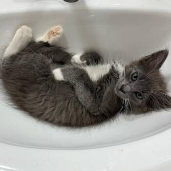 Rescue Domestic Medium Hair Cats for Adoption in Los Angeles, California - Bellagio | PetCurious