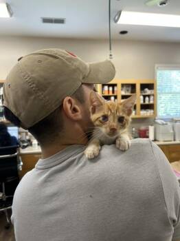 Milkweed - Athens, GA -  Domestic Short Hair and Tabby Cat for Adoption in Greensboro, Georgia - Milkweed - Athens, GA | PetCurious