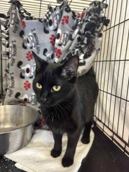 Rescue Domestic Short Hair Cats for Adoption - Cleo | PetCurious